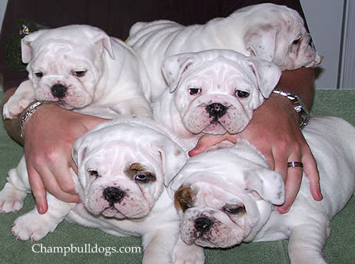white English bulldog puppies